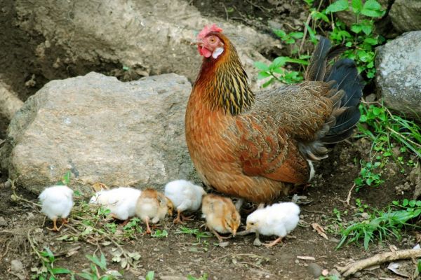 Americans Are Devouring Organic Chickens As Farm Sales Surge