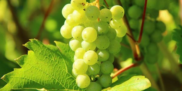 Collio Wine Region Performing Strongly, Despite Weather