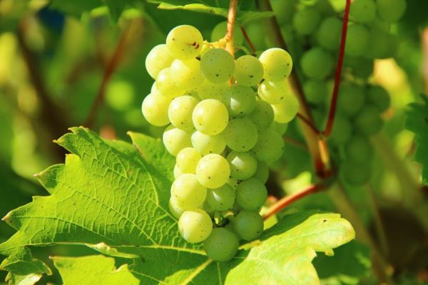 Spain's Cava Makers Seek Creative Fixes As Drought Threatens Grape Harvests