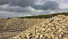 Low Prices To Eat Into EU Sugar Beet Area As Planting Starts