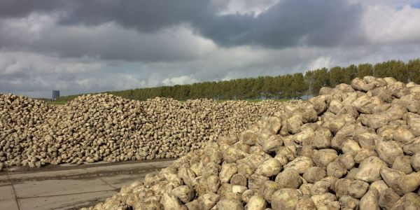 French Sugar Beet Pesticide Alternative Could Be Five Years Away