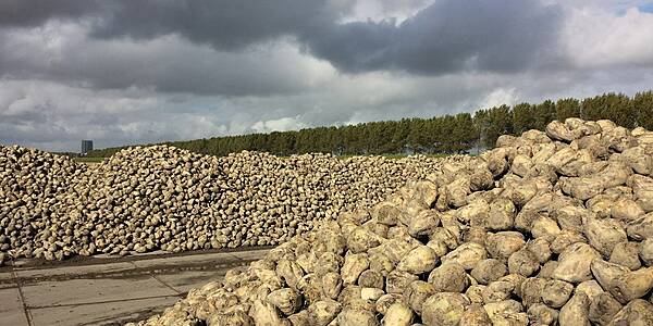 Frozen Harvest Leaves Bitter Taste For US Sugar Beet Farmers