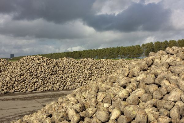 Frozen Harvest Leaves Bitter Taste For US Sugar Beet Farmers