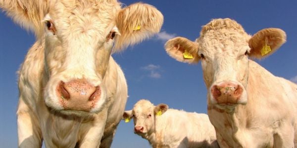 Burps To Burgers: Food Companies Wrangle Climate-Warming Cattle Emissions