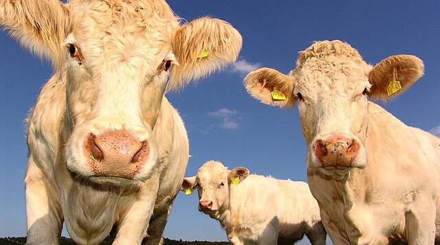 Burps To Burgers: Food Companies Wrangle Climate-Warming Cattle Emissions