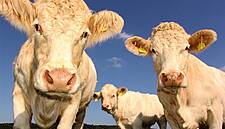 In Uruguay, Asian Buyers Seen Hunting Beef M&A