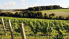 Waitrose Expands Own Vineyard By 50%