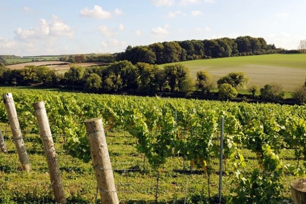 Waitrose Expands Own Vineyard By 50%