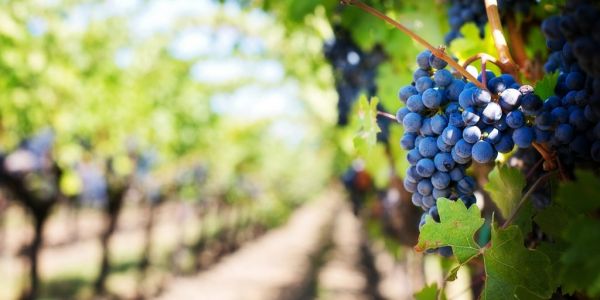 EU To Extend Support For Wine, Fruit And Vegetables Sectors