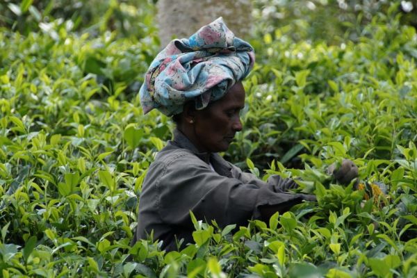 Strike Revives Automation Call In World's Top Tea Exporter