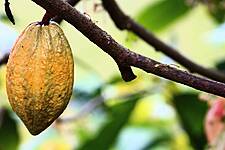 Chocolate Makers Trace More Cocoa Beans To Ensure Ethical Sourcing