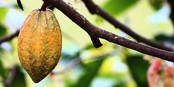 Ivory Coast Cocoa Farmers Happy With Crop But Worried Over Heat