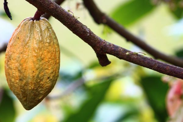 Dry Winds Threaten Ivory Coast Cocoa Bean Development