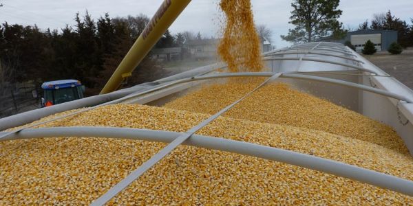 Corn Firms Driven Up By Strong Demand, Lingers Near 2013 High
