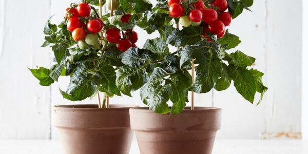Tesco Launches Indoor Tomato Plant