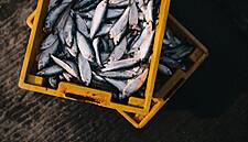 Irish Foreign Minister Says Fishing Could Sink EU-UK Trade Talks