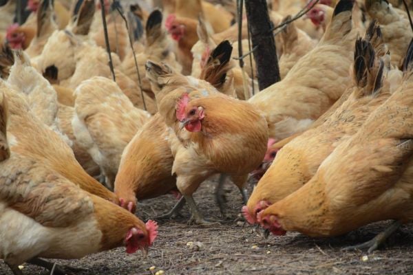 Dutch To Cull 35,700 Chickens After Bird Flu Detected