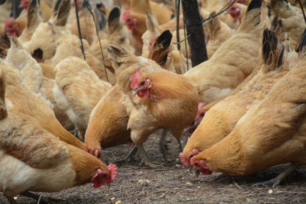 How China's Chickens Lay A Billion Eggs Per Day