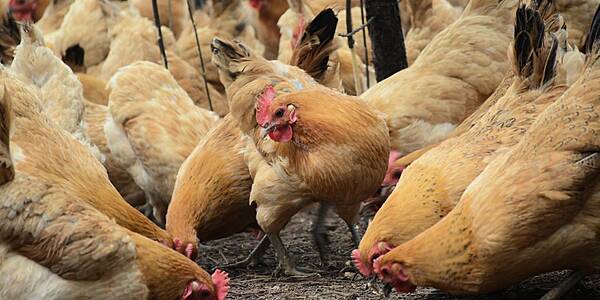 Cherkizovo Group Posts 22% Growth In Chicken Sales Volume