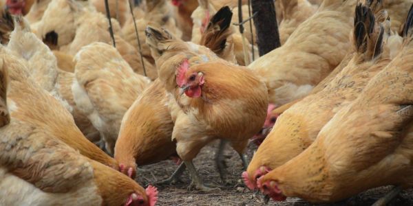 How China's Chickens Lay A Billion Eggs Per Day