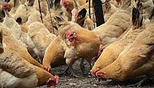 Dutch To Cull 35,700 Chickens After Bird Flu Detected