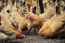 Dutch To Cull 35,700 Chickens After Bird Flu Detected