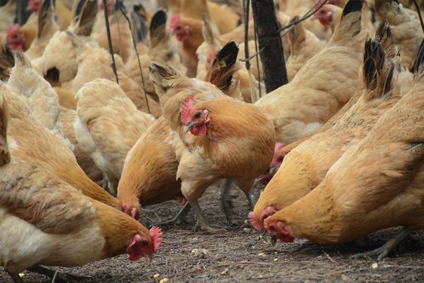 German Poultry Farmers Seeking Price Rises As Drought Increases Costs