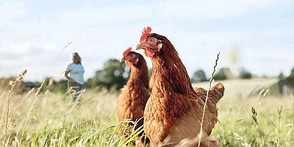 Waitrose Named Supermarket With Highest Animal Welfare Standard