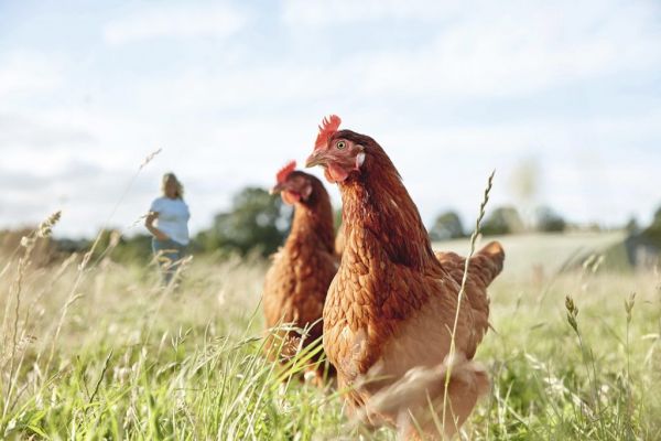 Waitrose Named Supermarket With Highest Animal Welfare Standard