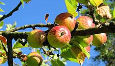 Get Ready For GMO Fruit Salad As Modified Apples Head To Midwest