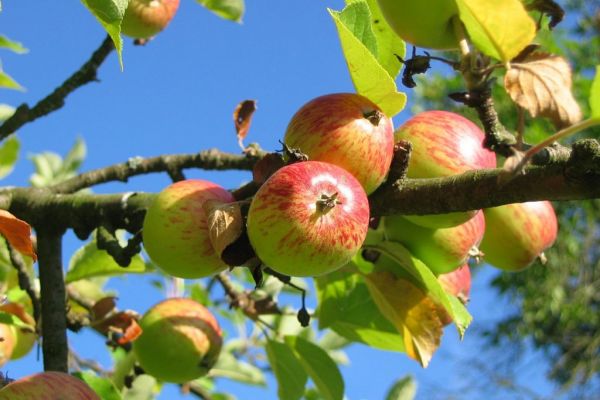 Edeka Südwest Promotes Project To Preserve Local Orchards