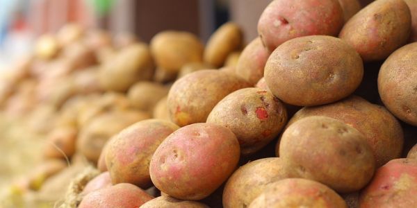 Canada Halts Potato Exports To US From Prince Edward Island