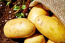 Germany Leads Potato Production In The EU In 2020: Eurostat