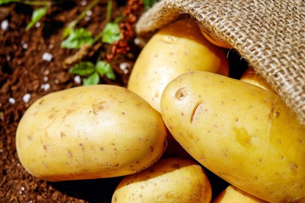 PLUS Commences Transition To Organic Potatoes