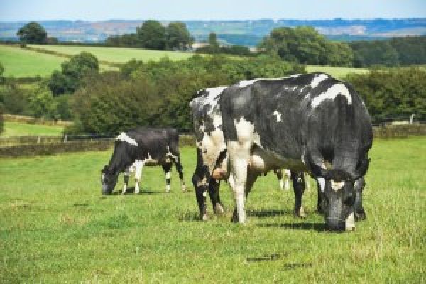 UK Food & Farming Sector Unites To Set Brexit Objectives For Government