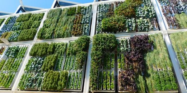 Carrefour France Grows First Vertical Garden