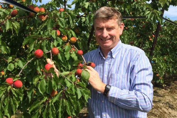 Tesco Expects Record Amount Of English Apricots