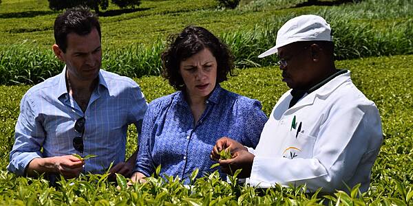 Waitrose To Make All Own-Label Teas Fairtrade Certified