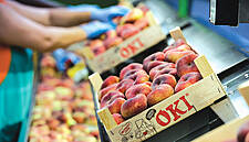 Fruits de Ponent: Quality Stone-Fruit Specialists