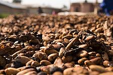 Ivory Coast Farmers Welcome Heavy Rain For Cocoa Mid-Crop