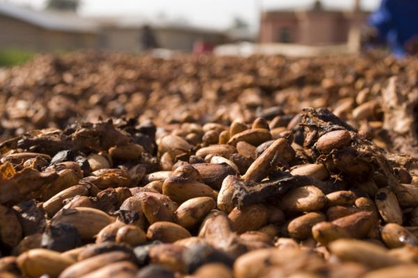 Cocoa Industry Pledges Co-ordinated Action On Poverty, Deforestation