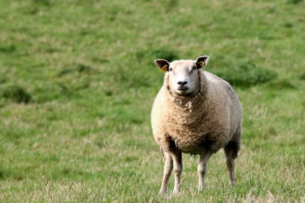 Sheep Farmers Most At Risk From Brexit, Those With Cows May Gain