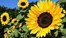 Russia Approves Formula-Based Sunflower Oil Export Tax From September