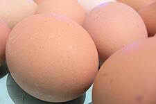 Intermarché Portugal To Stop Selling Eggs From Caged Chickens