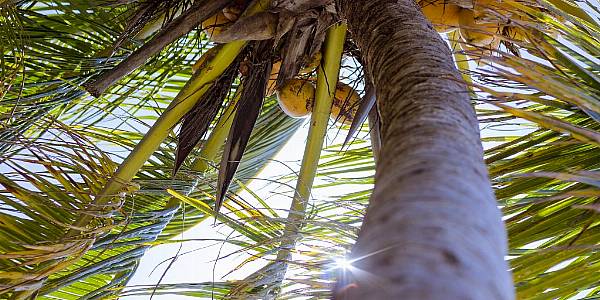 Water, Milk or Shampoo: Coconut Versatility Stokes Planting