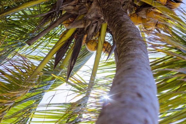 Water, Milk or Shampoo: Coconut Versatility Stokes Planting