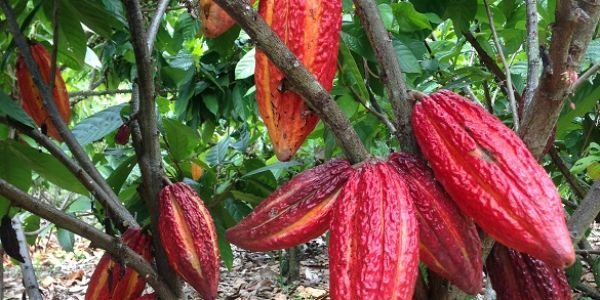 Ferrero Commits to Deforestation-Free Cocoa Supply Chain