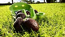 Tesco Tackles Food Waste With Mini Avocados