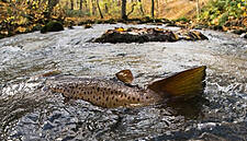 K Group Partners With WWF To Protect Migratory Fish