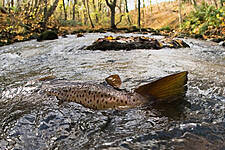 K Group Partners With WWF To Protect Migratory Fish